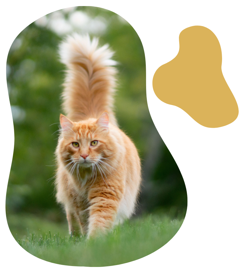 Vet Near Me Oak Ridge, NC 27310 Veterinary Hospital Of Oak Ridge