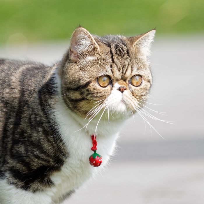 a cat with red collar