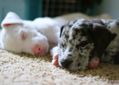 Oscar & Lou as puppies