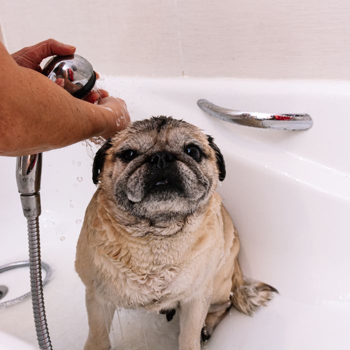 a dog being washed in a bathtub