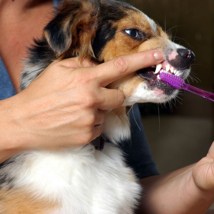 a person brushing a dog's teeth