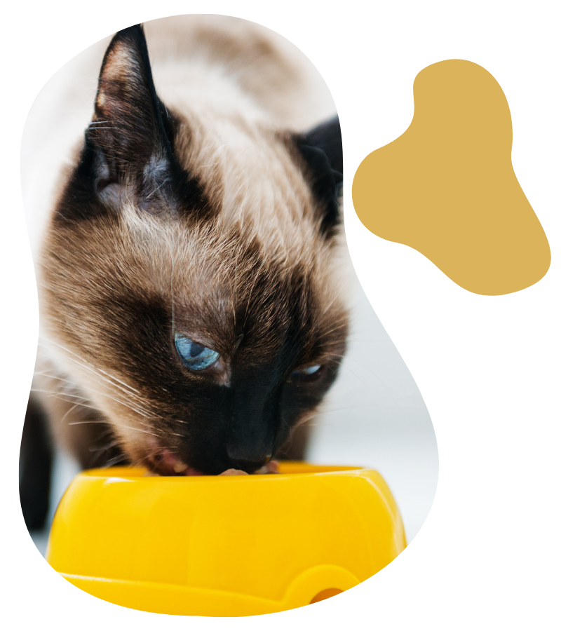 a cat eating from a yellow bowl