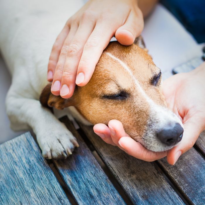 a person's hands petting a dog