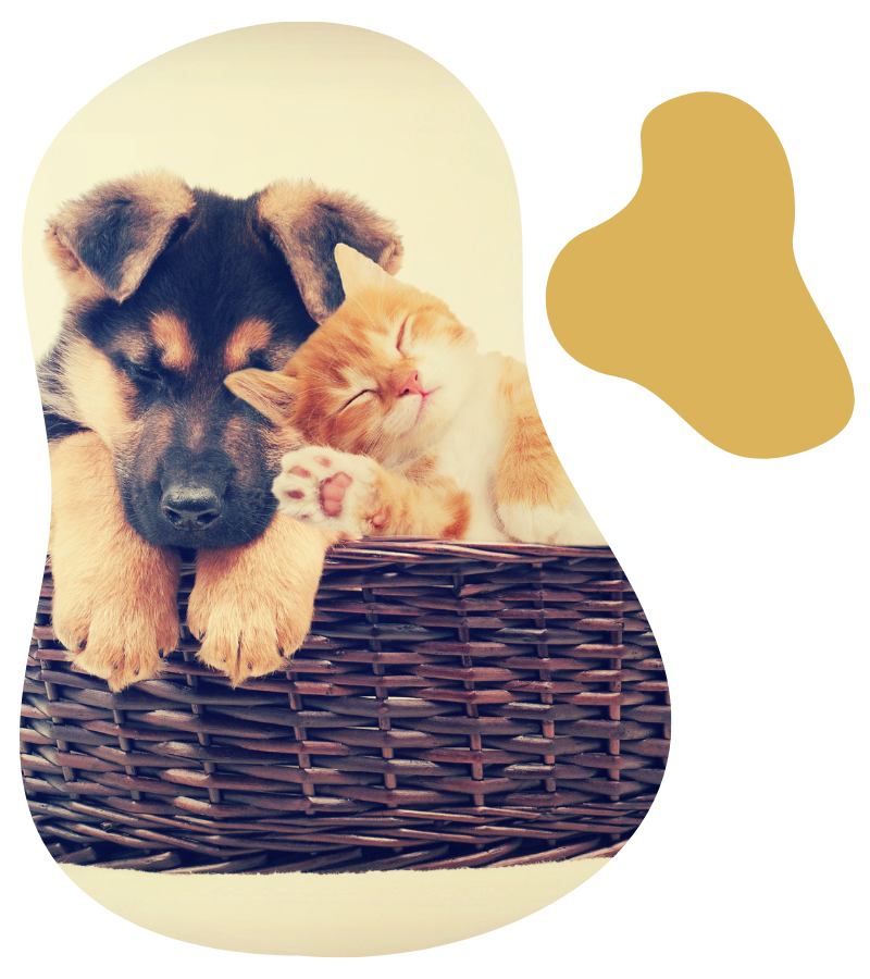 a dog and cat in a basket