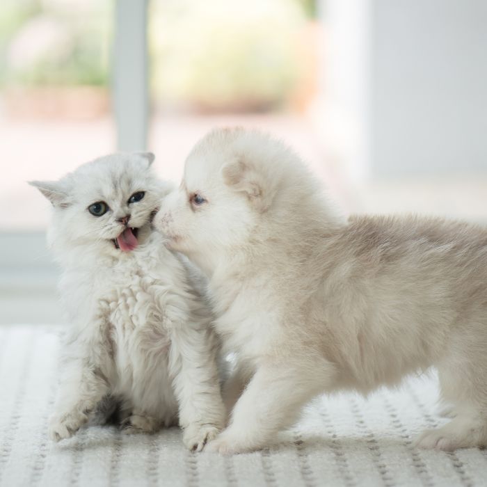 a puppy licking a kitten